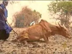 البقر